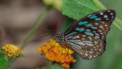 Fototapeta na wymiar Farfalla, tropicale, lepidottero, 