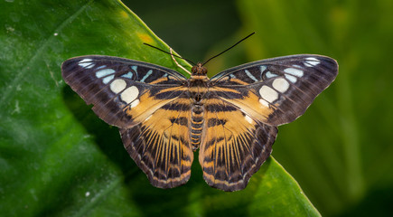 Fototapeta na wymiar Farfalla, tropicale, lepidottero, 