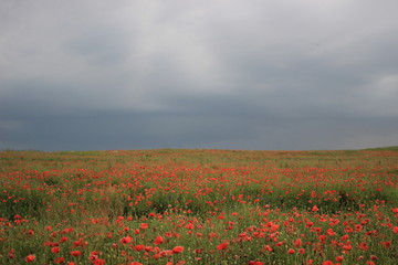 a poppy field