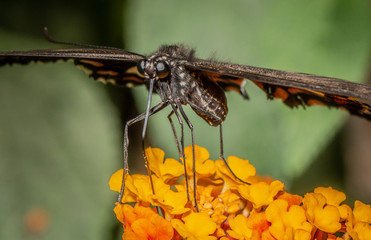 Farfalla, tropicale, lepidottero, 