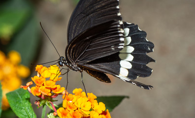 Farfalla, tropicale, lepidottero, 