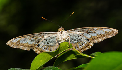 Farfalla, tropicale, lepidottero, 