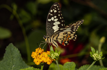 Farfalla, tropicale, lepidottero, 