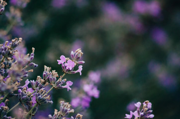 lavender flowers close up