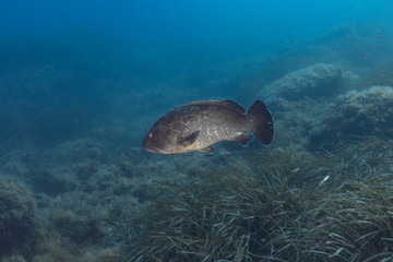 Obraz premium Dusky grouper (Epinephelus marginatus)