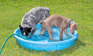 Two dogs playing in a kiddie pool, one diving her head under water, the other watching the splashes; both getting cool on a hot day