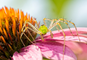 Closeup of a beautiful Green Lynx Spider waiting for prey on top of a Purple Coneflower