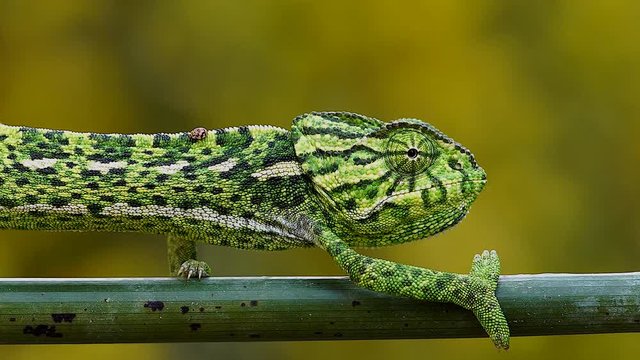    green common chameleon walking on thin branch with unfocused yellow background     