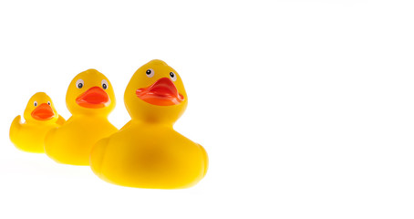 Enten als Familie folgen der Reihe nach