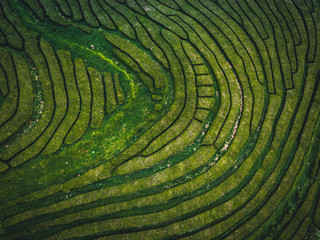 Green tea terrace plantation Gorreana in fog from above, drone shot, Azores islands. The oldest, and currently only, tea plantation in Europe. Bird eye view, aerial panoramic view.