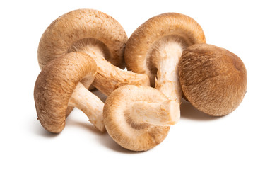 shiitake mushrooms isolated