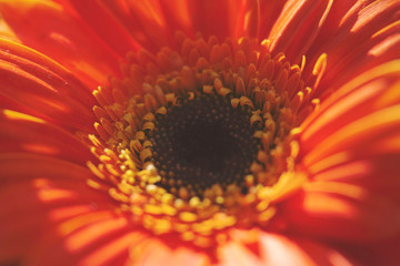 Orange Gerbra Flower