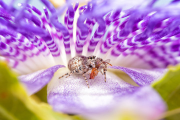 Beautiful female Peppered Jumper holding a fly, having lunch in a beautiful, quiet spot inside a Passionvine flower