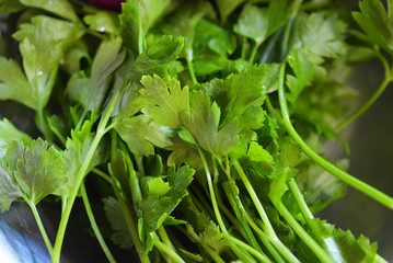 A bunch of wet green scrub fresh parsley for a salad lined in a gray stainless kitchen toe.