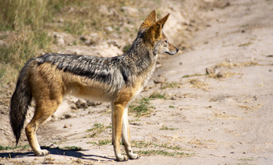 black backed jackal