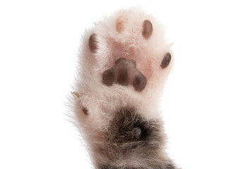 kitten paw isolated