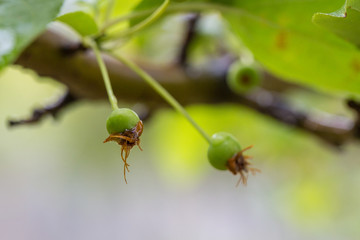 Green fruit of sea bream after spring rain，Malus spectabilis