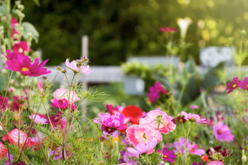 Fototapeta premium Mixture of wild flowers growing in the garden including garden cosmos, poppy and hollyhock flowers; beautiful combination of pink, purple and red flowers growing together
