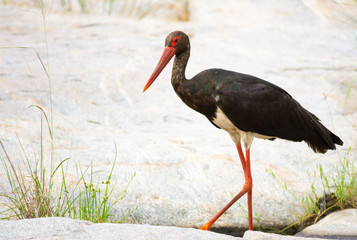 Black Stork