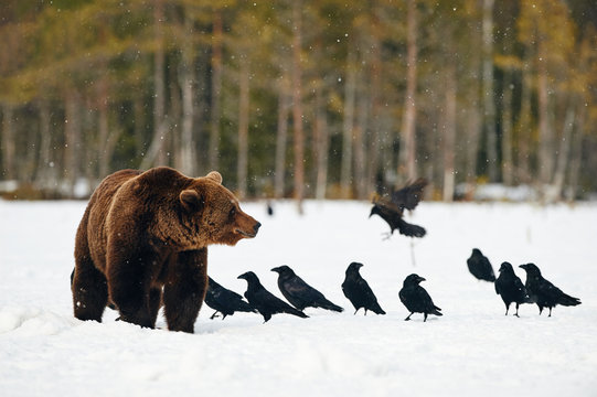Crows and brown bear in winter