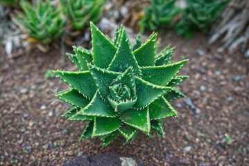 Aloe Vera - vorsicht bissig