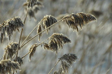 Trzciny © Rafa