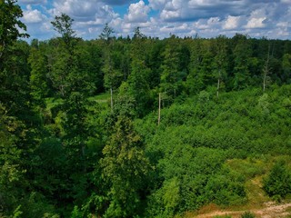 landscape with trees and blue sky