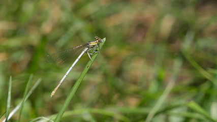 Libellula damigella verde posata su filo di erba