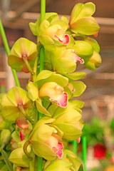 cymbidium