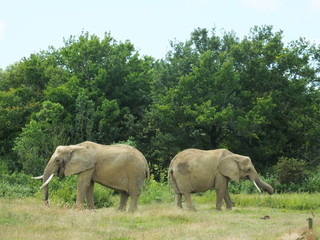 Fototapeta premium Elephant 3