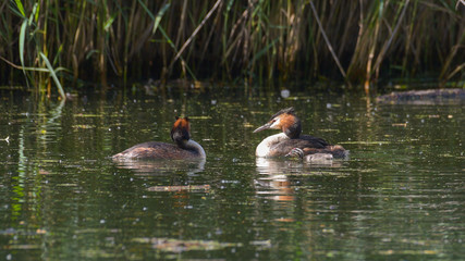 Coppia di svasso maggiore con pulcino sul lago