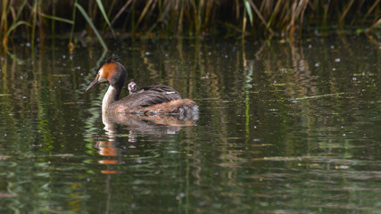 Svasso maggiore con pulcino che osserva