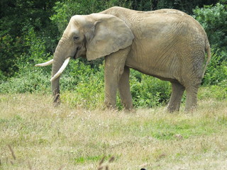 Elephant 5