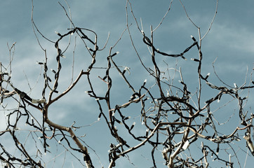 christmas decoration lights on tree twigs 