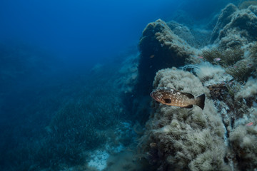 Plakat Dusky grouper (Epinephelus marginatus)