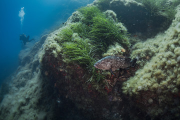 Naklejka na ściany i meble Dusky grouper (Epinephelus marginatus)