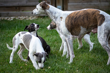 Greyhound puppy