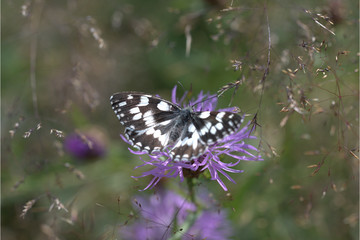 Schachbrettfalter