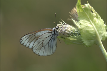 Baumweissling