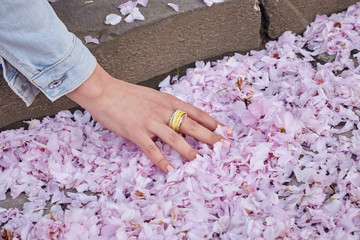 Girl touches herry blossom petals on the ground