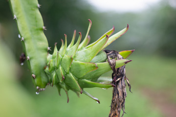 Dragon fruit is pink with good harvesting for health.