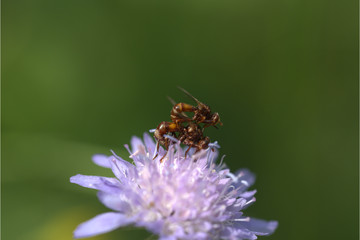 Gemeine Breitstirnblasenkopffliege