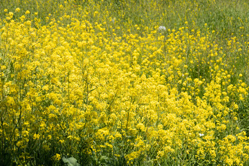荒川の河川敷に咲く菜の花