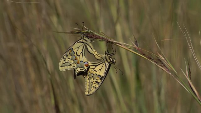   macaon butterfly couple, in reproduction time, with unfocused background  