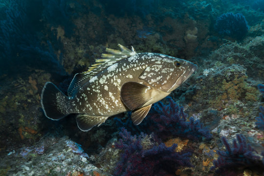 Dusky grouper (Epinephelus marginatus)