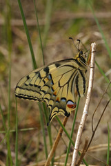 Papilio machaon LINNAEUS, 1758 Schwalbenschwanz 24.04.2010 Wuppertal-VohwinkelSONY DSC