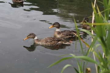 Deux canards dans le lac