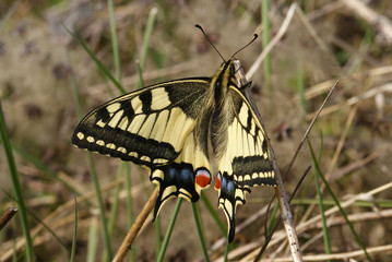 Papilio machaon LINNAEUS, 1758 Schwalbenschwanz 24.04.2010 Wuppertal-VohwinkelSONY DSC
