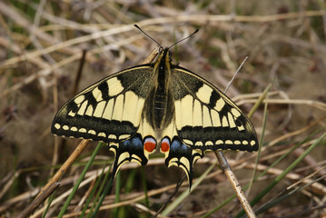 Papilio machaon LINNAEUS, 1758 Schwalbenschwanz 24.04.2010 Wuppertal-VohwinkelSONY DSC