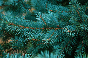 Spruce branch close-up. Green branches of fur tree. Christmas fir. Frame of blue pine branch. Coniferous needles close-up. Pine-tree background. Scotch fir.